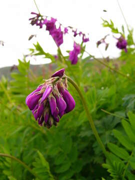 Image of Hedysarum caucasicum M. Bieb.