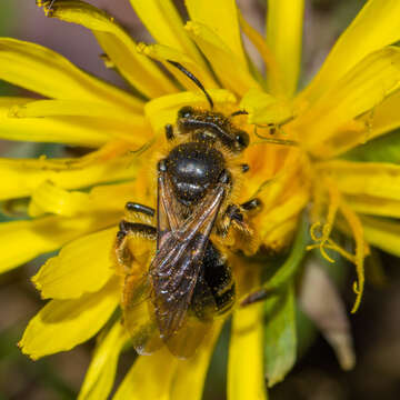 Image of Cresson's Andrena