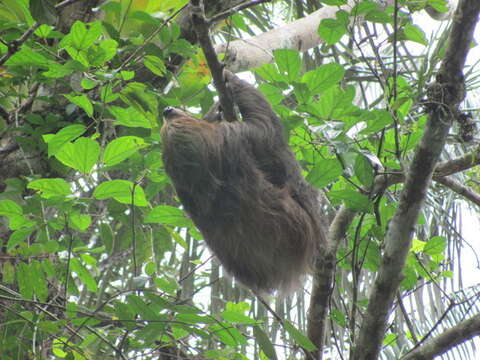 Image of two-toed sloths