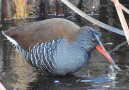 Image of African Rail