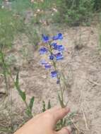 Image of blue penstemon