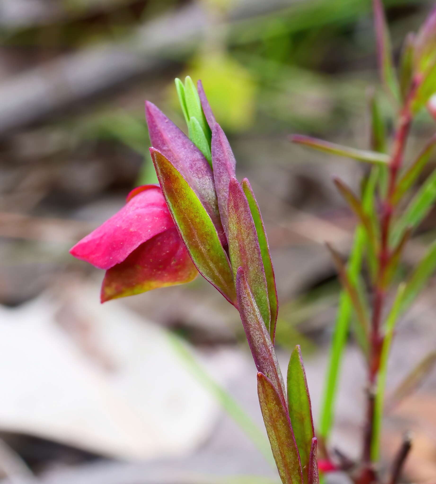 Image of Pimelea linifolia subsp. linifolia