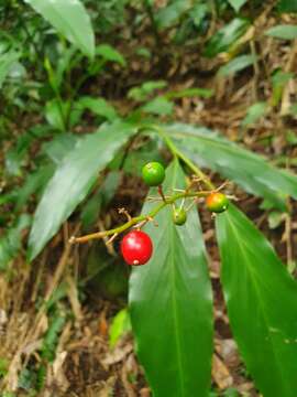 Imagem de Alpinia intermedia Gagnep.