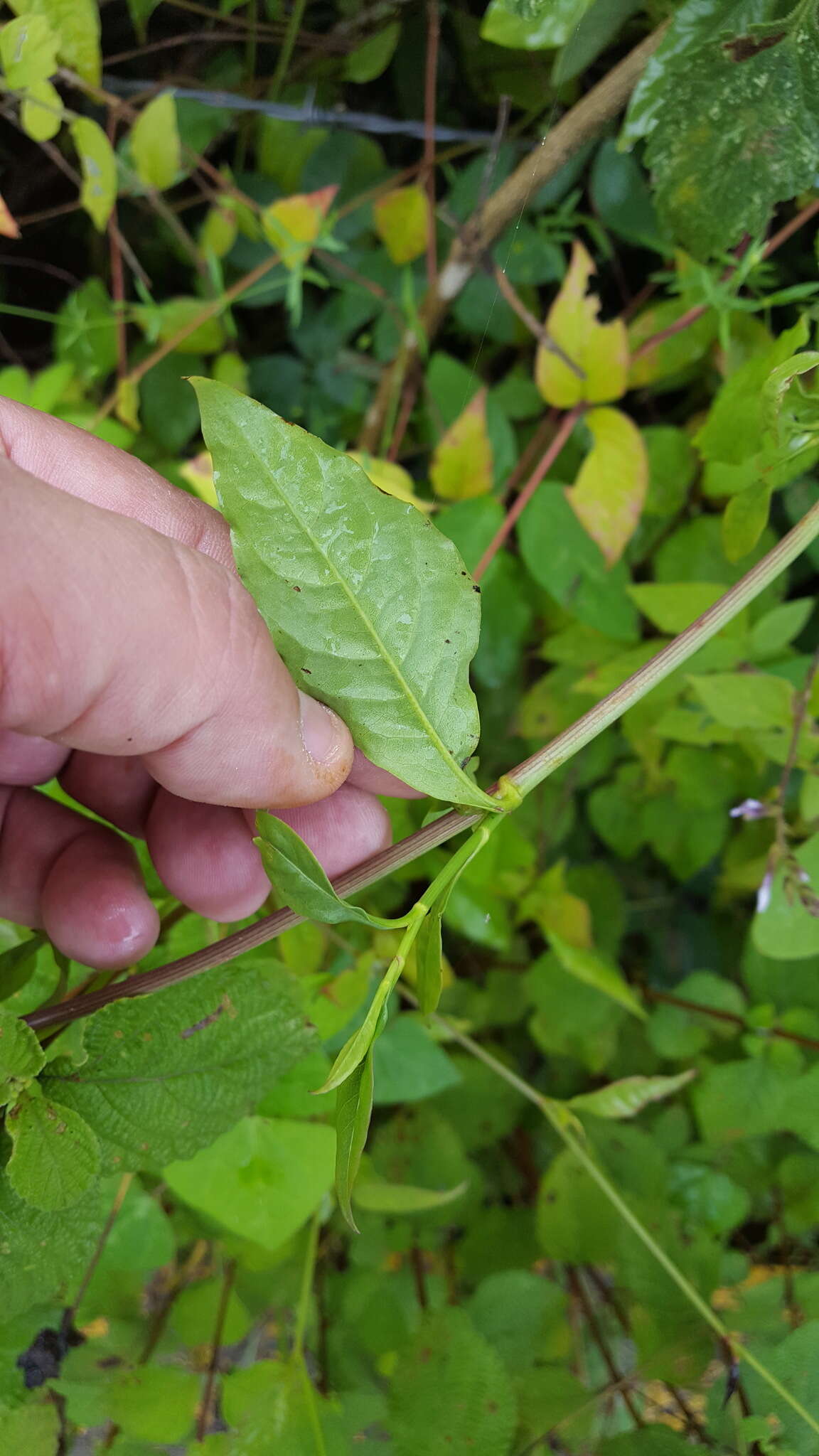 Image of Plumbago pulchella Boiss.