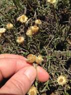 Image de Helichrysum argyrophyllum DC