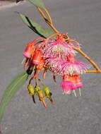 Image of coral gum