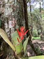 Imagem de Aechmea nudicaulis var. aequalis L. B. Sm. & Reitz