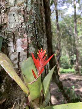 Aechmea nudicaulis var. aequalis L. B. Sm. & Reitz的圖片