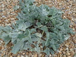 Image of sea kale