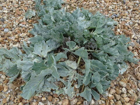 Image of sea kale