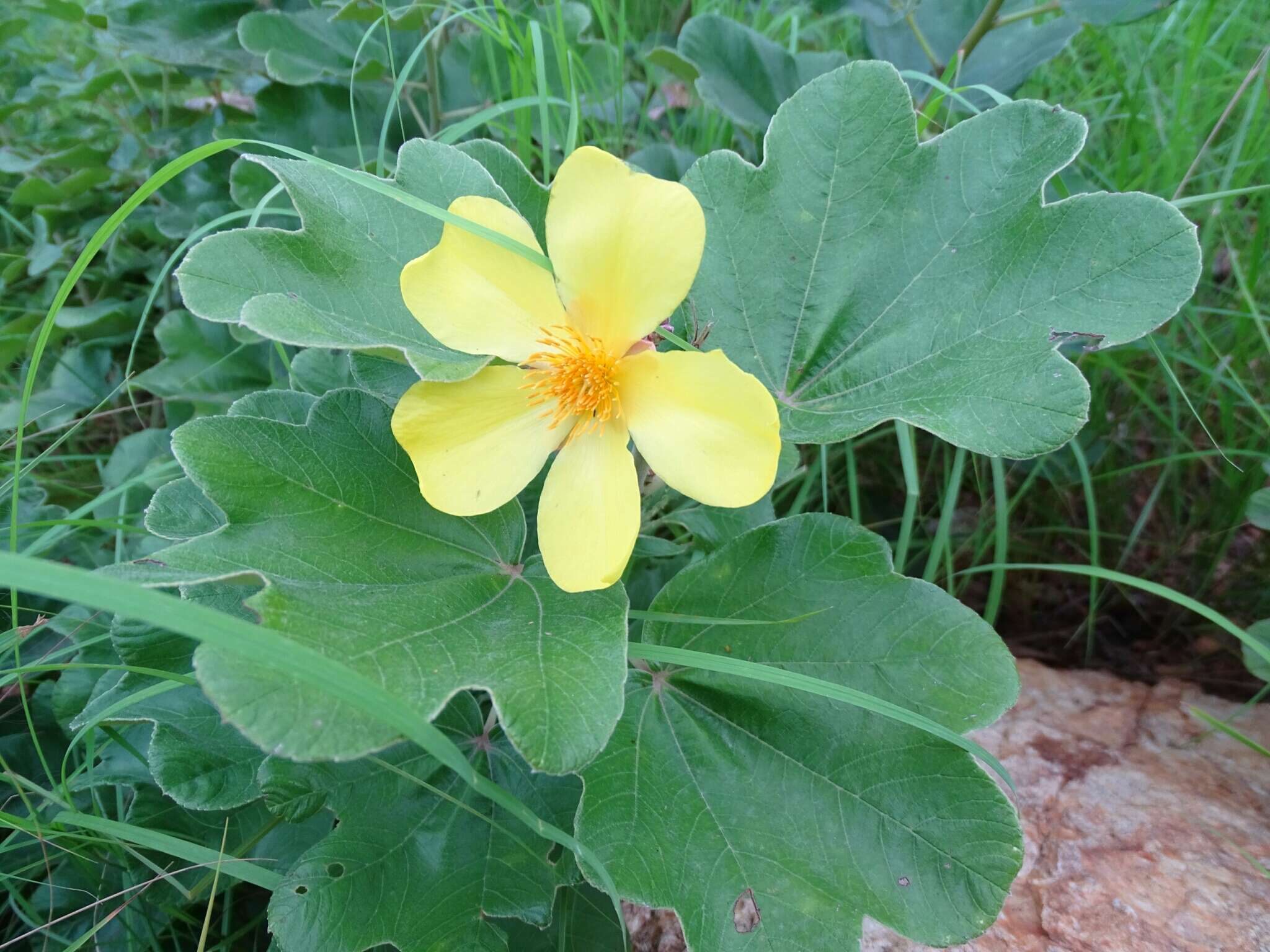 Image of Cochlospermum planchonii Hook. fil. ex Planch.