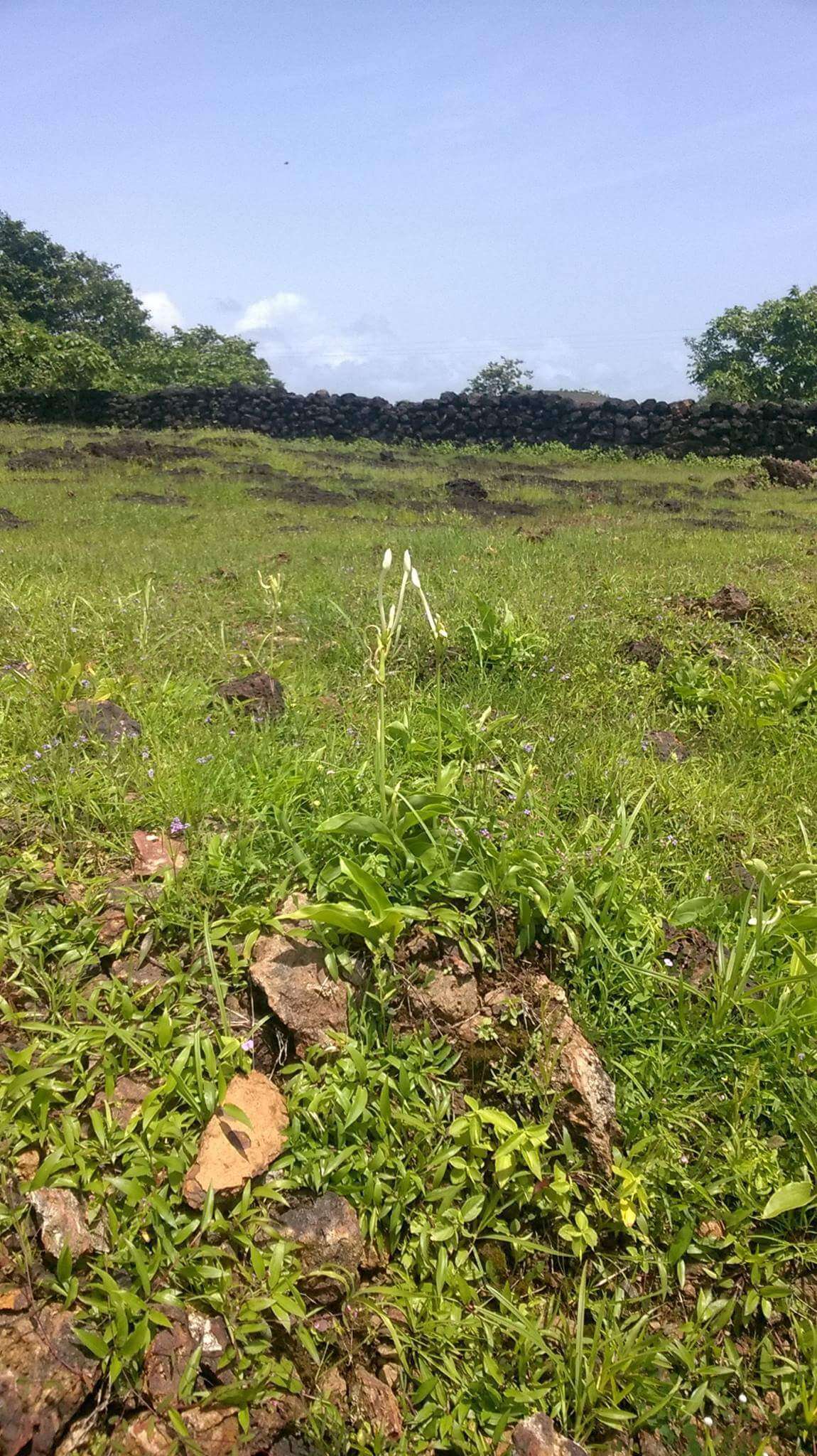 Image of Curcuma scaposa (Nimmo)