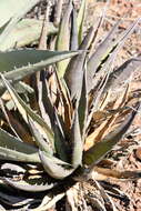 Agave glomeruliflora (Engelm.) A. Berger的圖片