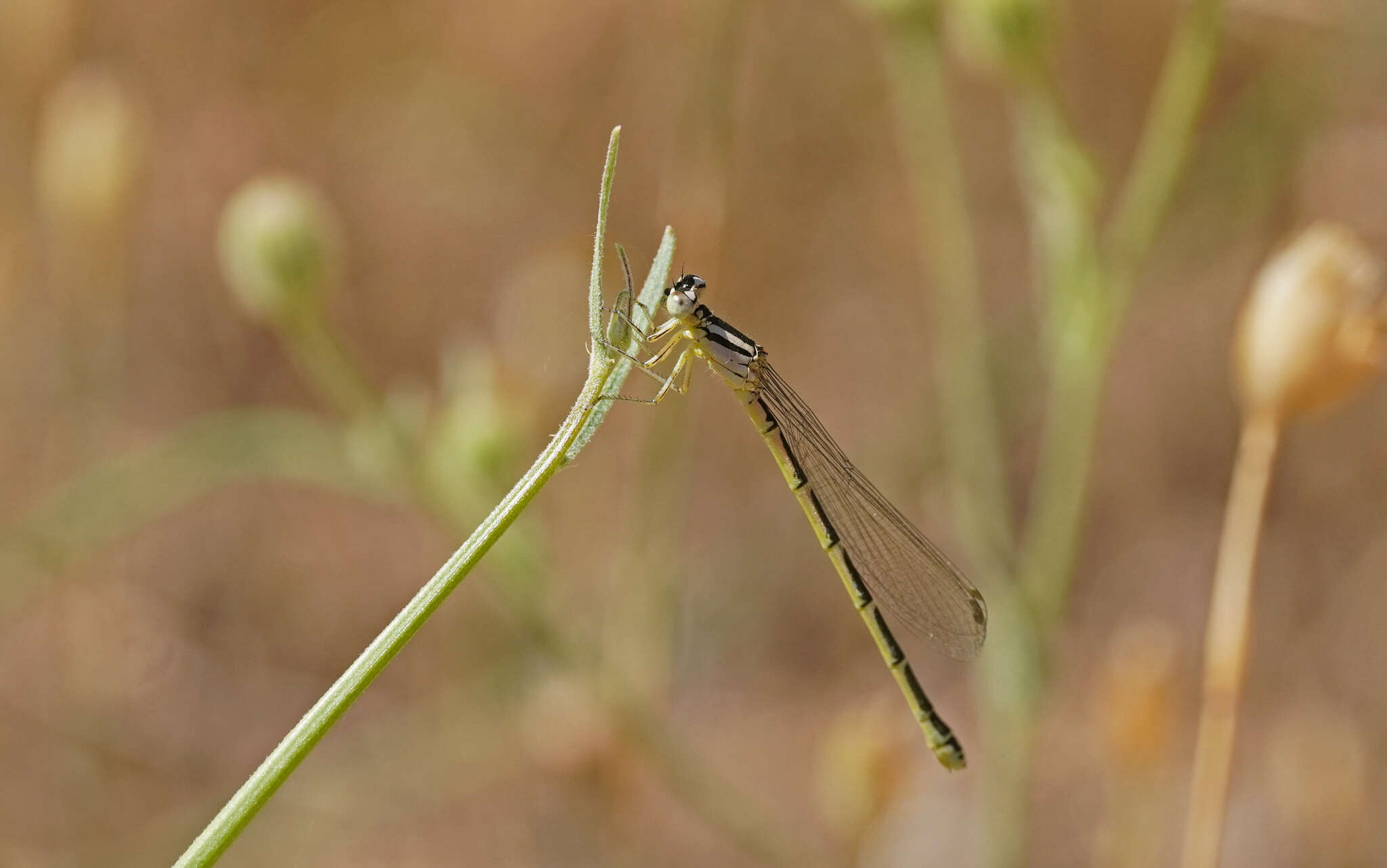Image of Coenagrion caerulescens (Fonscolombe 1838)