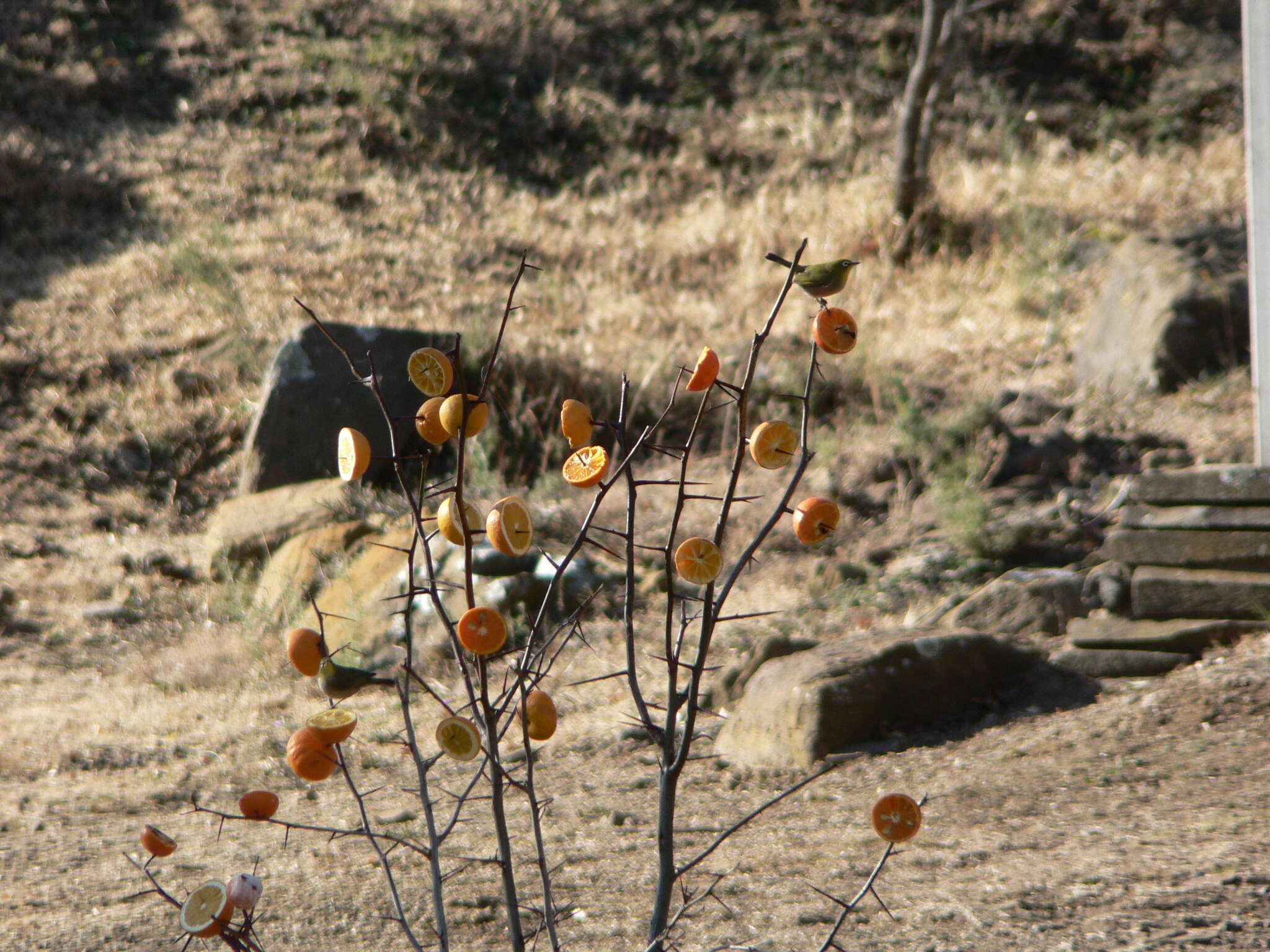 Imagem de Zosterops pallidus Swainson 1838