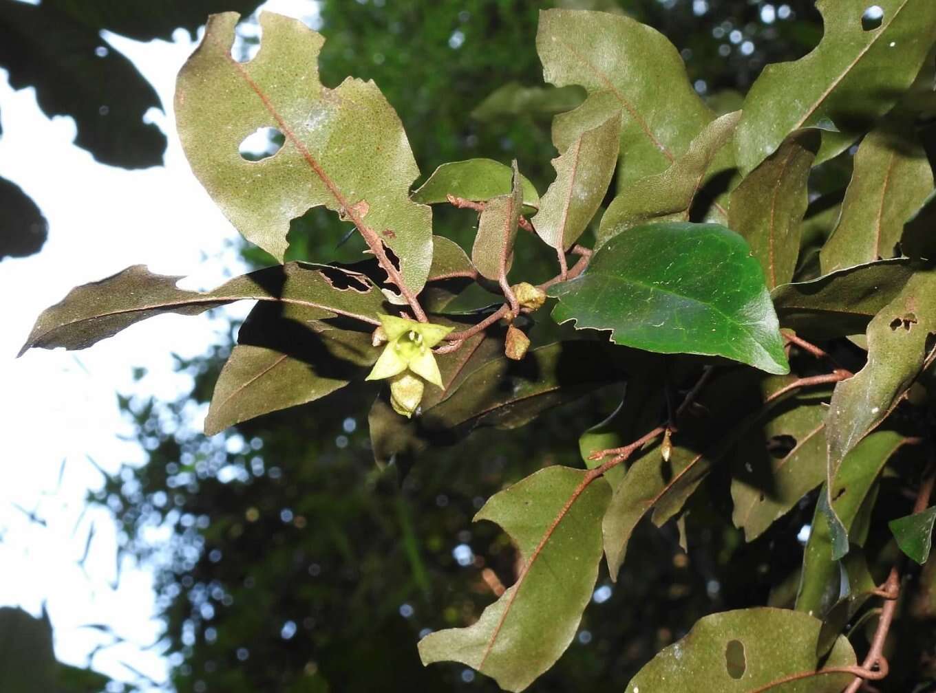 Image of Elaeagnus loureiroi Champ. ex Benth.