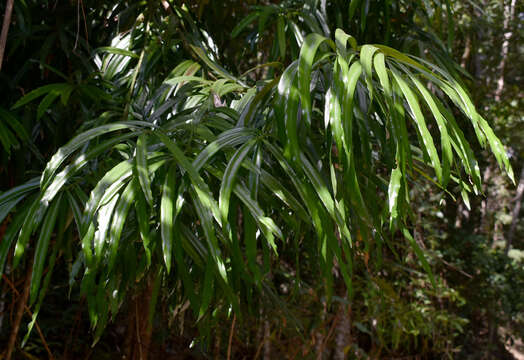 Podocarpus grayae de Laub. resmi