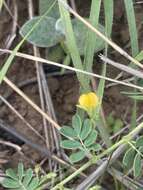 Imagem de Aeschynomene brevifolia Poir.