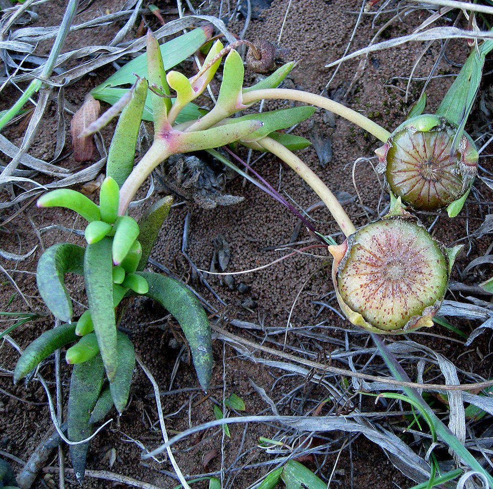 صورة Cephalophyllum diversiphyllum (Haw.) N. E. Br.