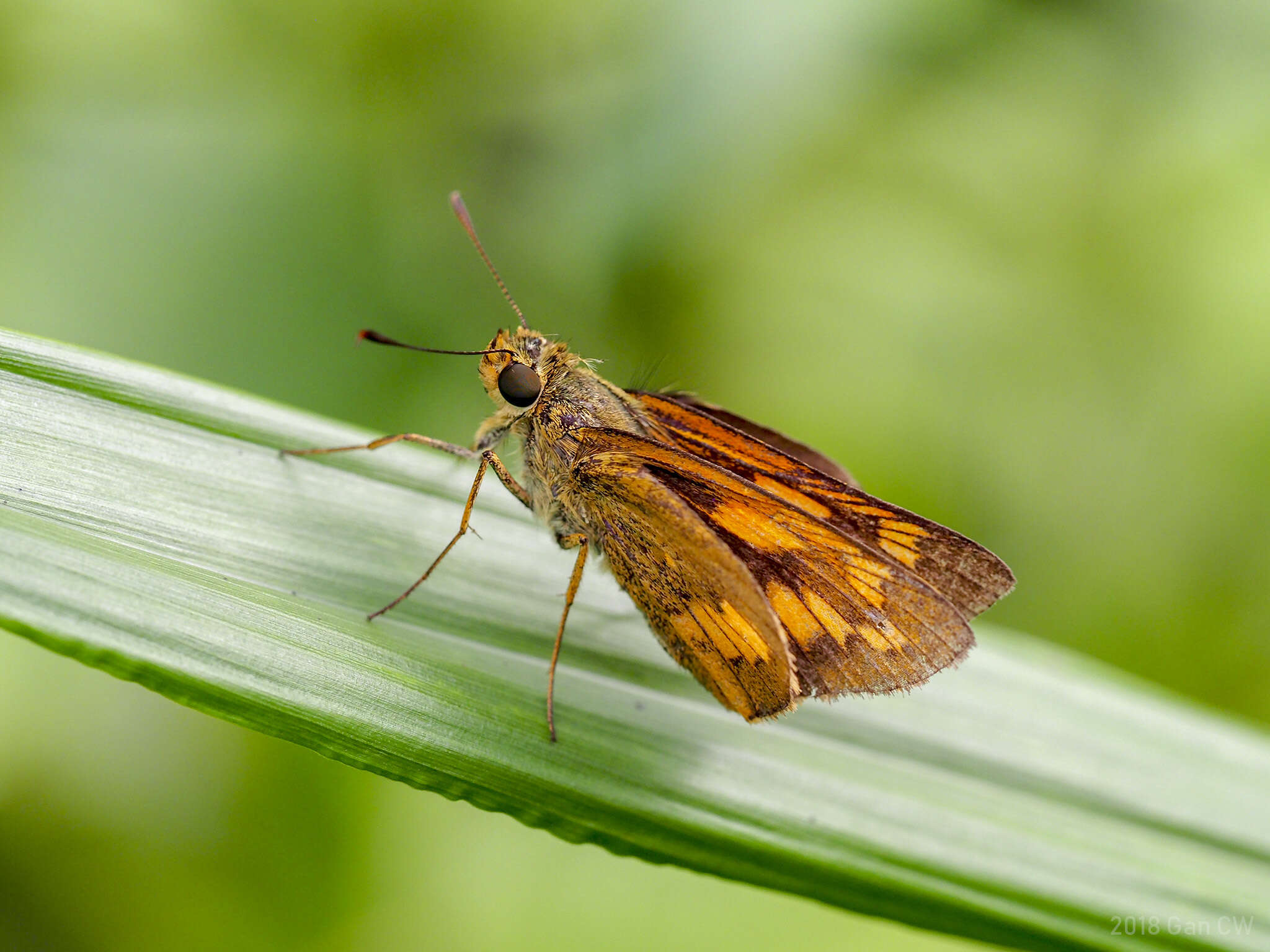 Image of Telicota augias Linnaeus 1763