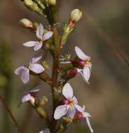 Image of Stylidium graminifolium Sw. ex Willd.