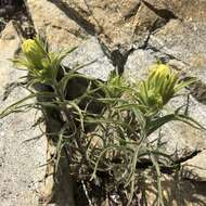 Image of cobwebby Indian paintbrush