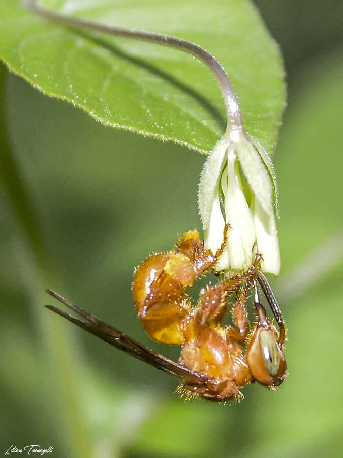 Plancia ëd Trigona pallens (Fabricius 1798)