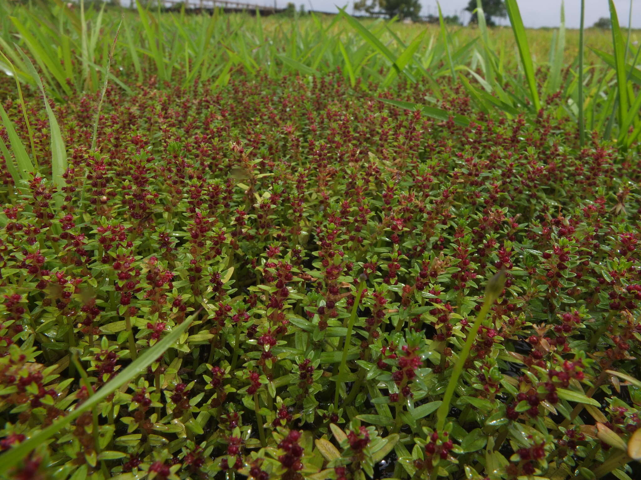 Image of Rotala malampuzhensis R. V. Nair ex C. D. K. Cook