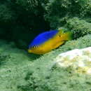 Image of Cocoa damselfish