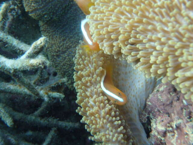 Imagem de Amphiprion sandaracinos Allen 1972