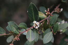 Image of Common Poison Bush