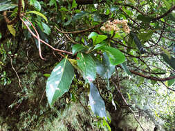 Image of Hydrangea integrifolia Hayata