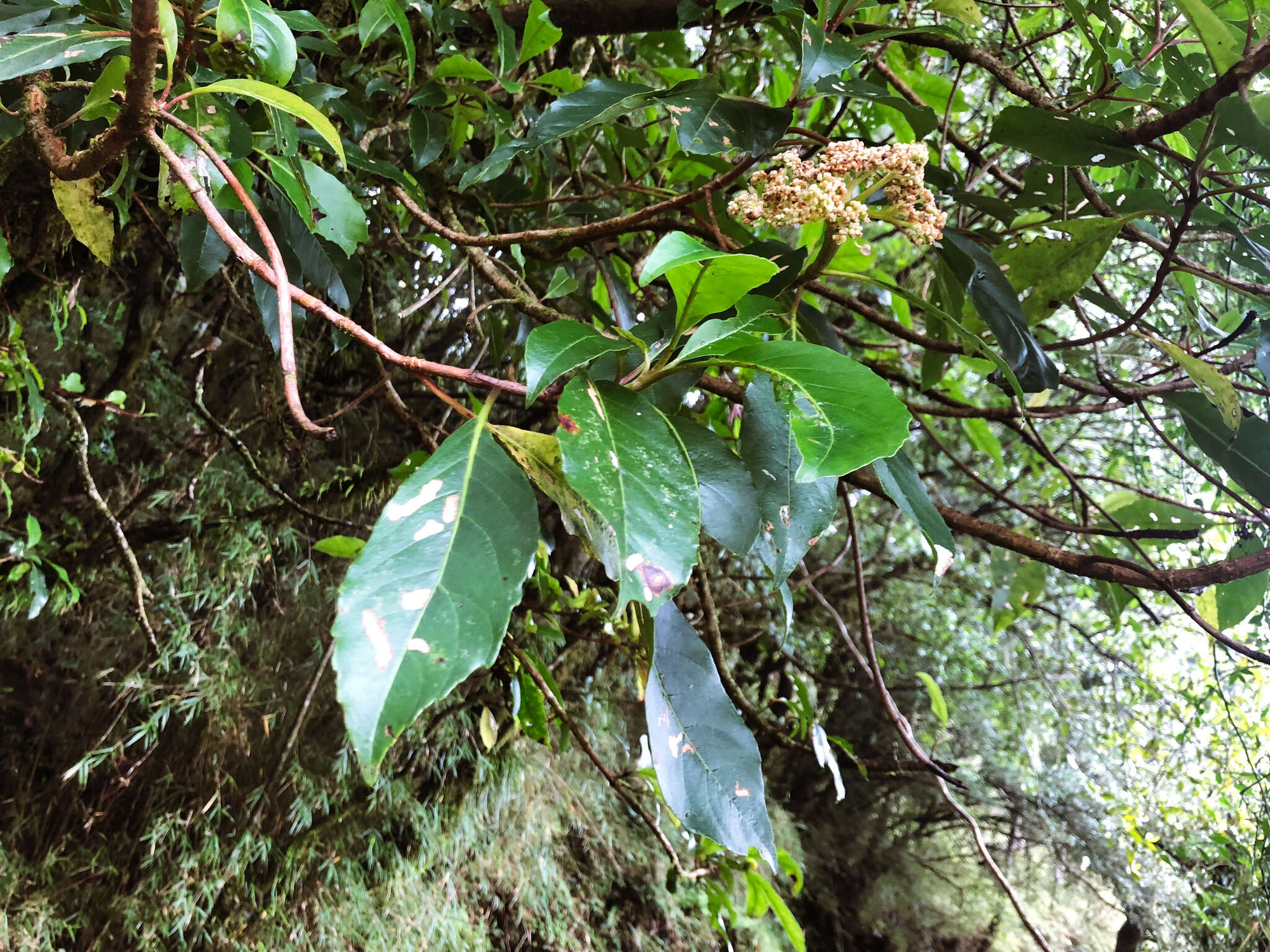 Image of Hydrangea integrifolia Hayata