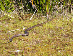 Image of Peninsula Brown Snake