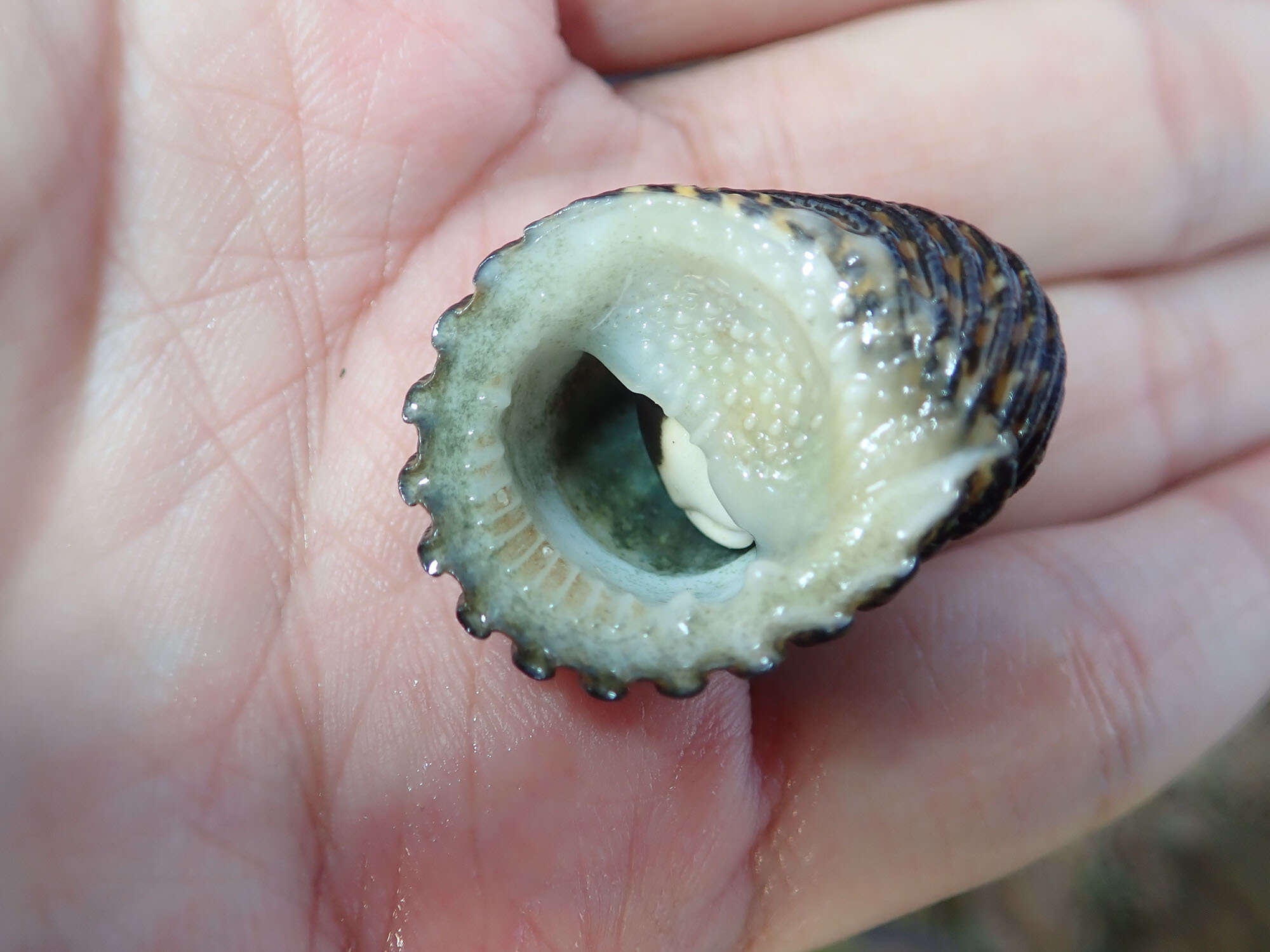 Image of Snakeskin Nerite