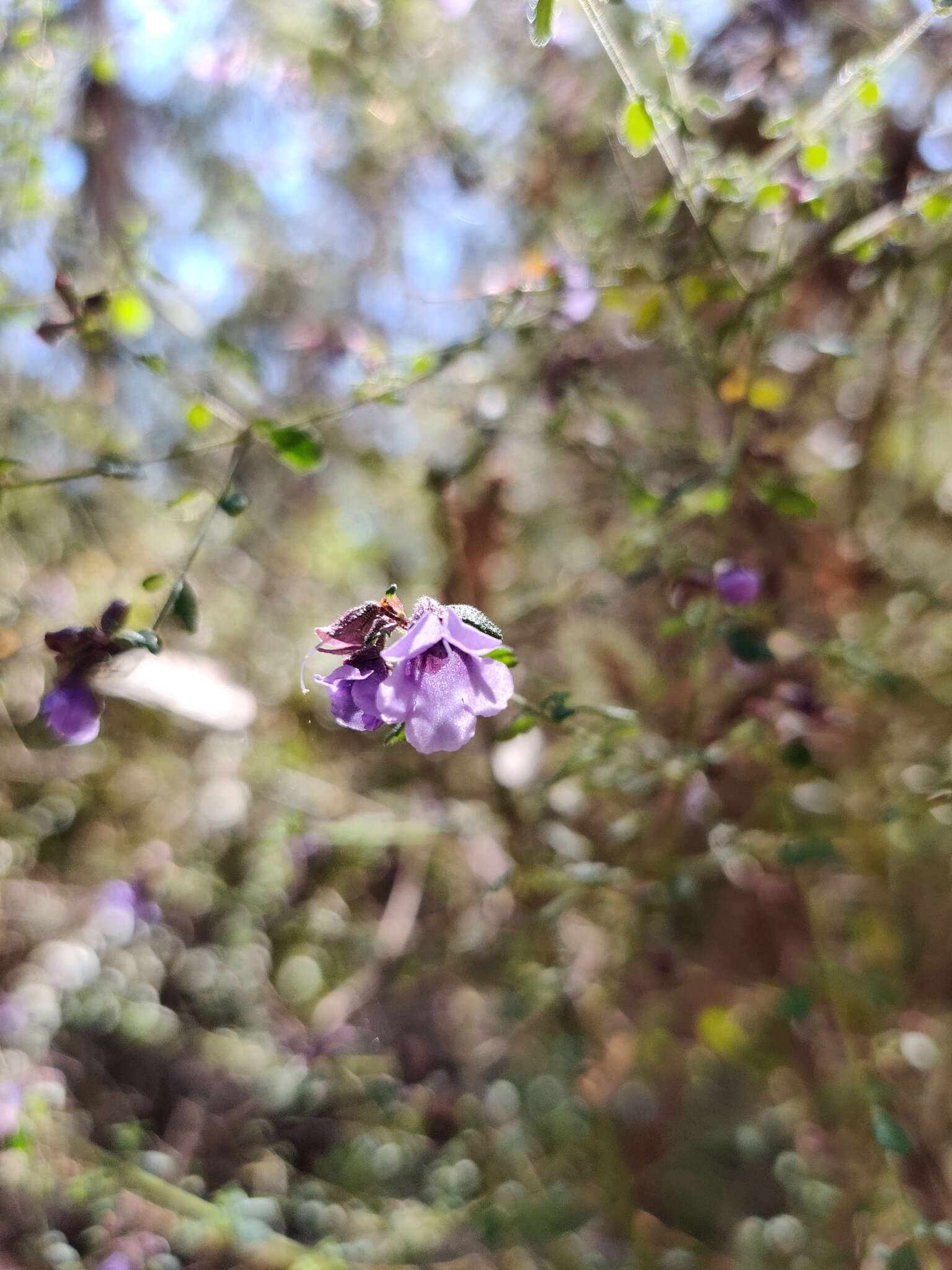 Image of Violet Mint-bush