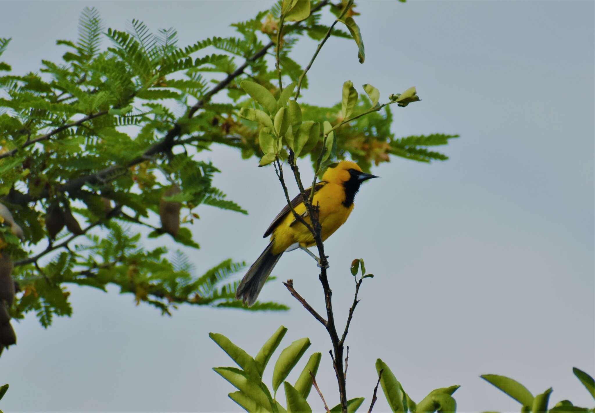 Image of White-edged Oriole