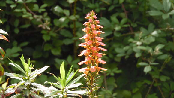 Image of Digitalis canariensis L.