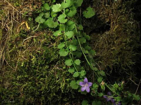 Image of Campanula arvatica Lag.