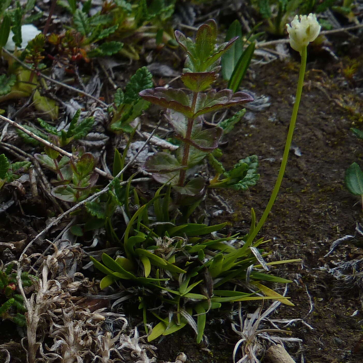 Image of Scotch false asphodel