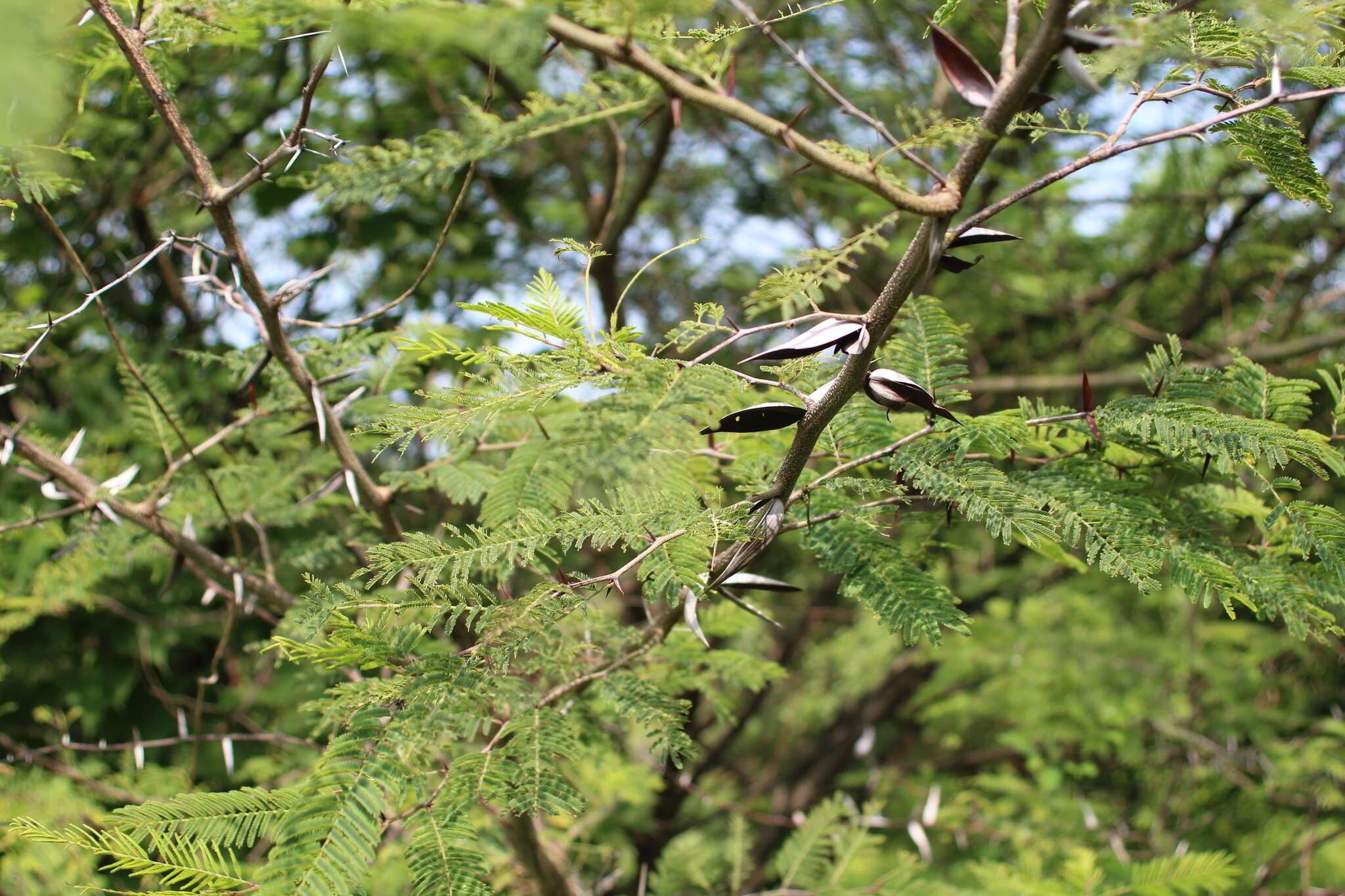 Image of Vachellia campeachiana (Mill.) Seigler & Ebinger