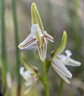 Image of Streaked leek orchid