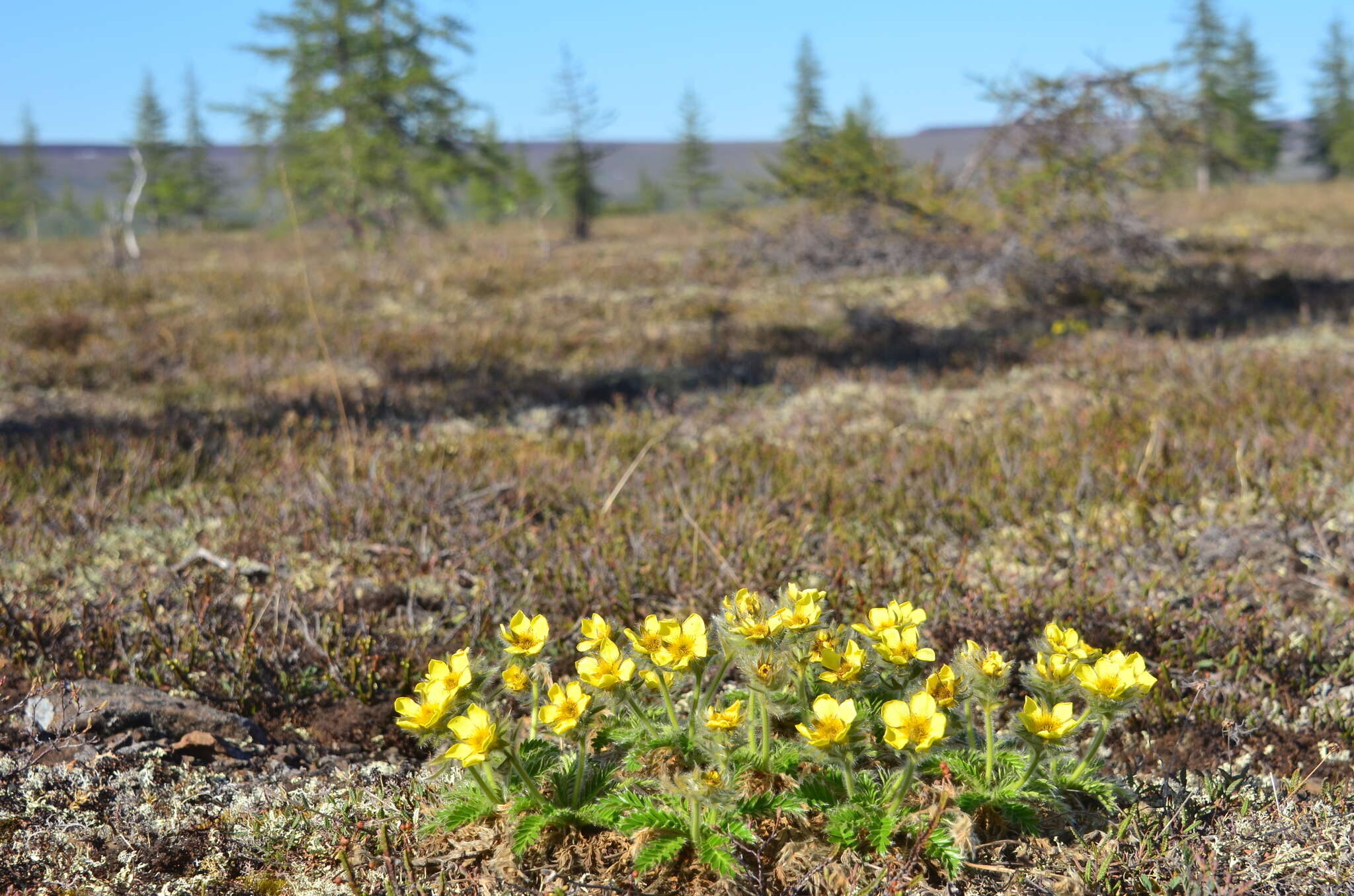 Image of glacier avens