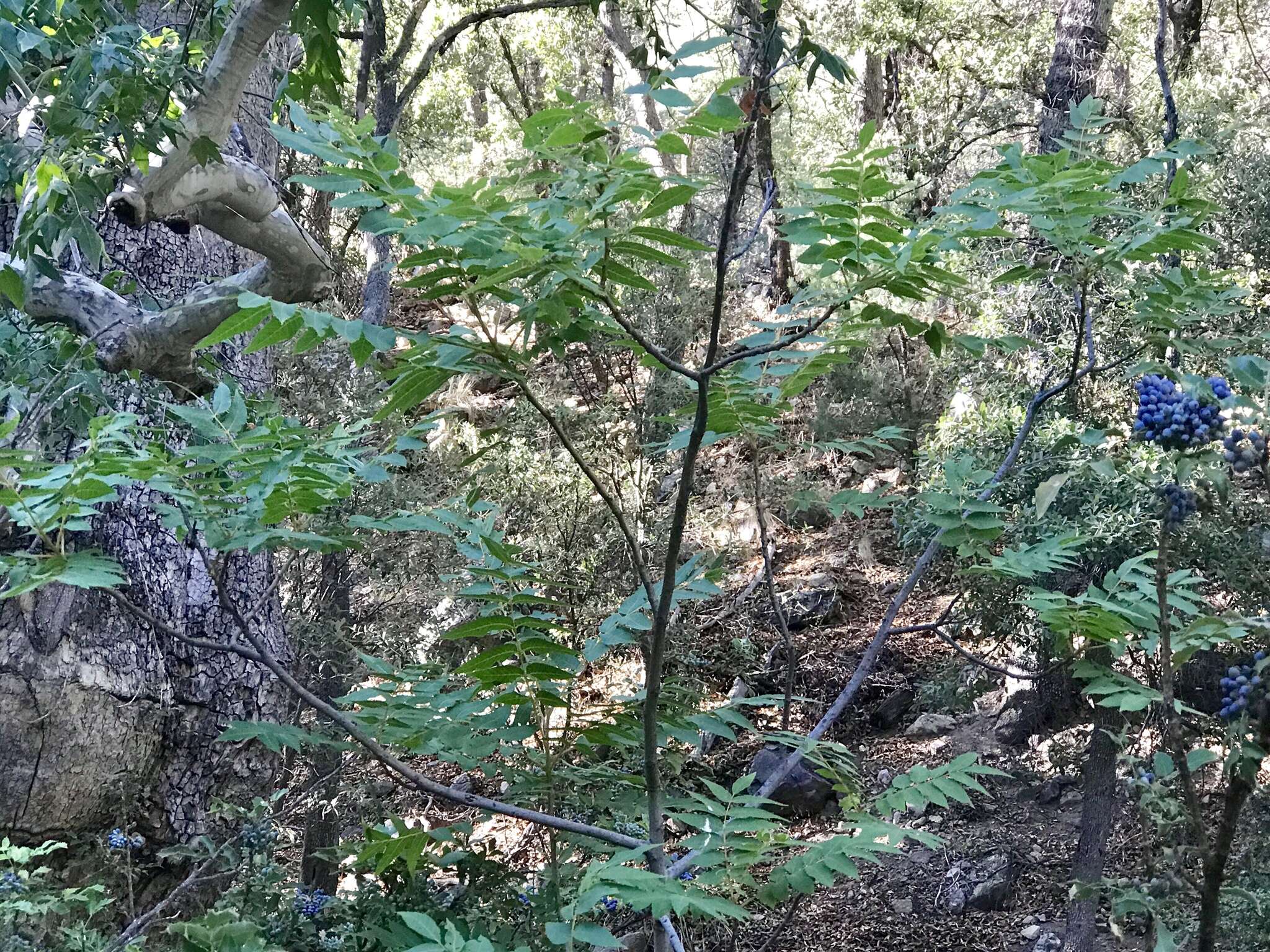 Image of Arizona walnut