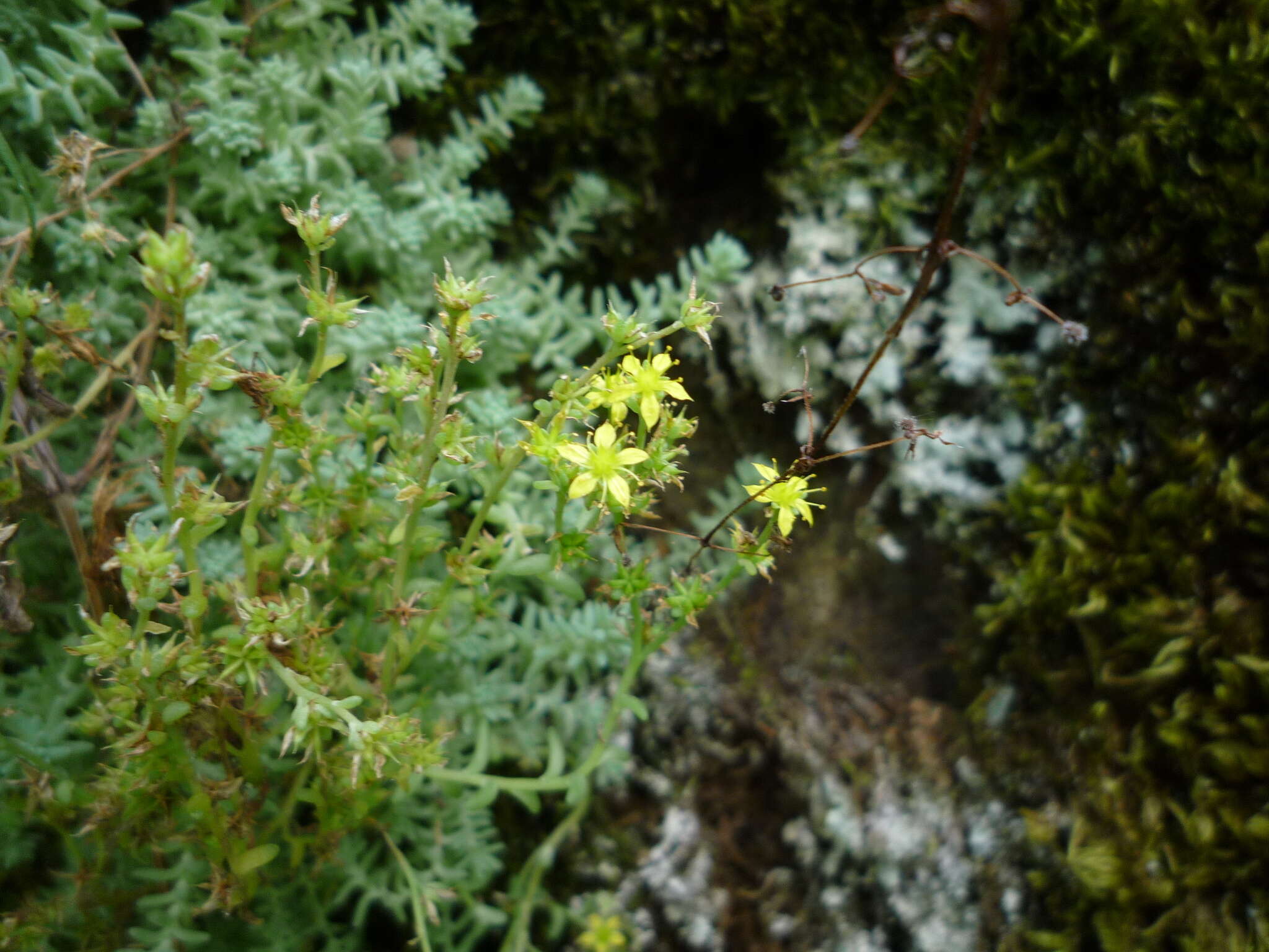 Sedum borissovae Balk.的圖片