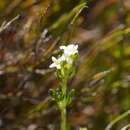 Image de Asperula gunnii Hook. fil.