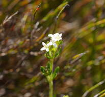 Imagem de Asperula gunnii Hook. fil.