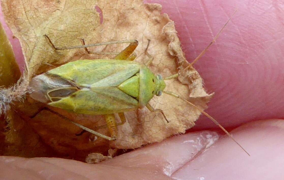 Image of Potato Bug