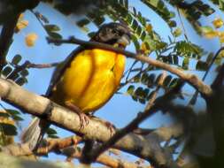 Image de Ploceus bicolor bicolor Vieillot 1819