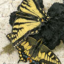 Image of Hudsonian Old World Swallowtail